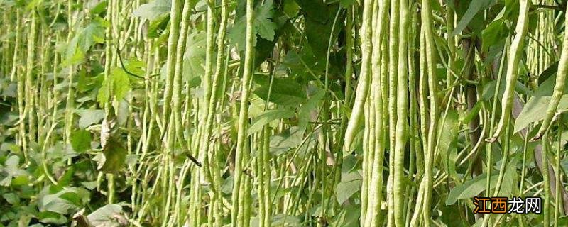 种豆角用什么做底肥,如何施肥才能获得高产