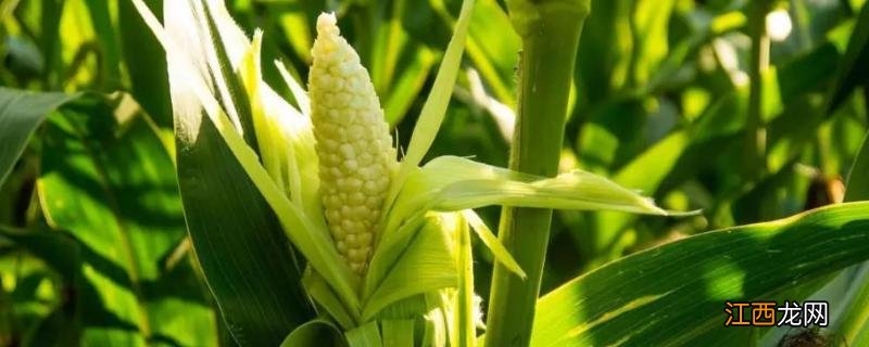 玉米育苗盘怎么育苗,育苗盘多大合适