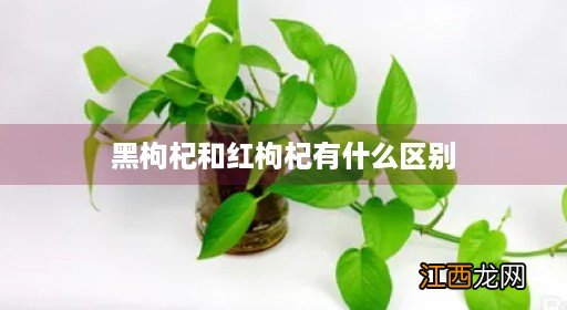 黑枸杞和红枸杞有什么区别哪个好 黑枸杞和红枸杞有什么区别