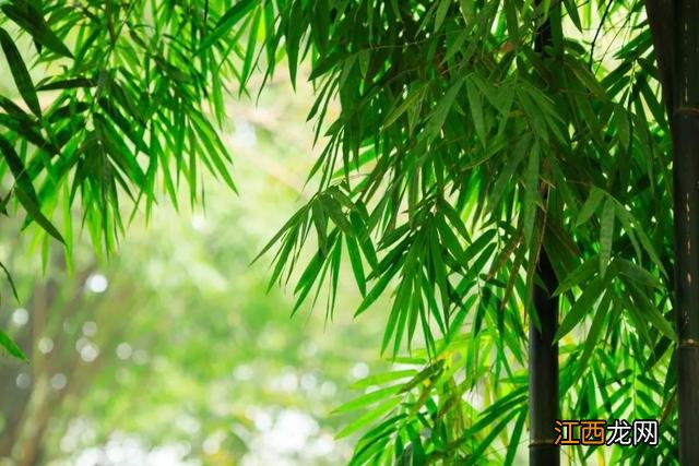 白居易描写竹子的古诗 描写竹子的古诗