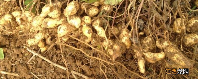 花生苗前封闭除草剂有哪些，打完就下雨有什么影响吗