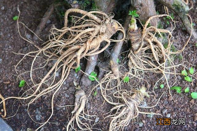 当归图片 植株 叶子 当归图片