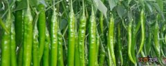 辣椒的种植需要什么肥料，肥料烧苗怎么抢救
