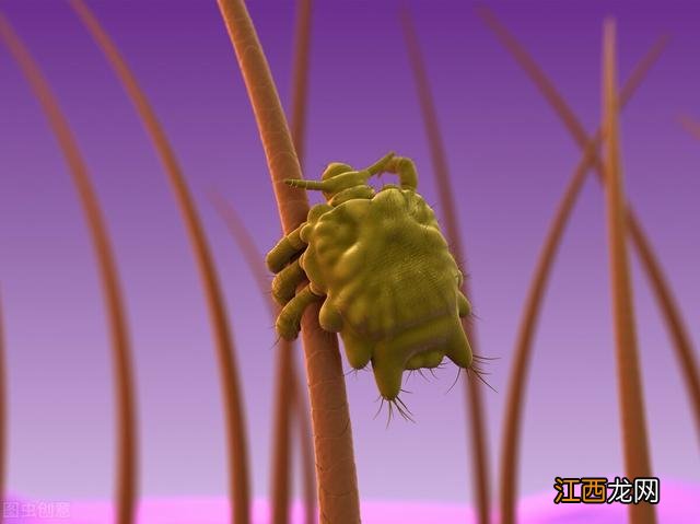 女性阴虱会爬到头发上吗 阴虱会爬到头发上吗