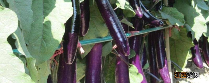 茄子怎样育苗,苗盘育苗方法 茄子育苗盘育苗方法和技术