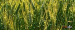 春季小麦病虫害防治时间，小麦苗弱春天怎么补救