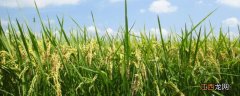 绥粳106水稻种子的主要特征，附简介 绥粳106水稻品种