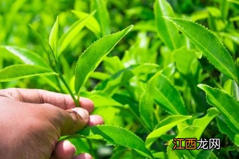 四川丘陵地区适合种植什么 四川丘陵地区适合种植什么香稻品种?