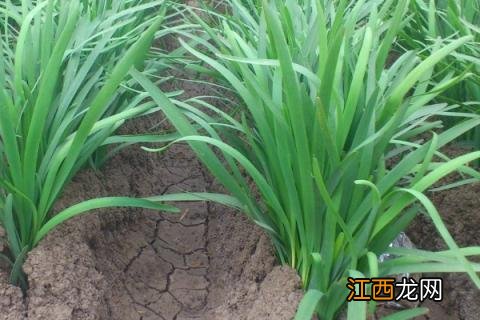 4月份可以种植什么蔬菜 现在4月份适合种植什么蔬菜