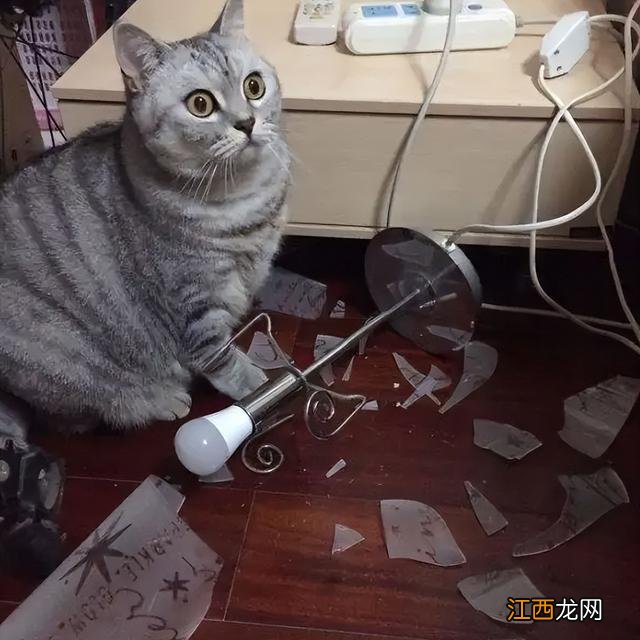 生气的猫咪简笔画图片 生气的猫