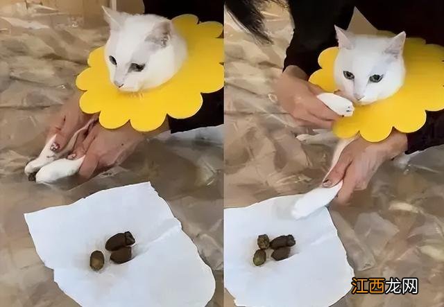 生气的猫咪简笔画图片 生气的猫