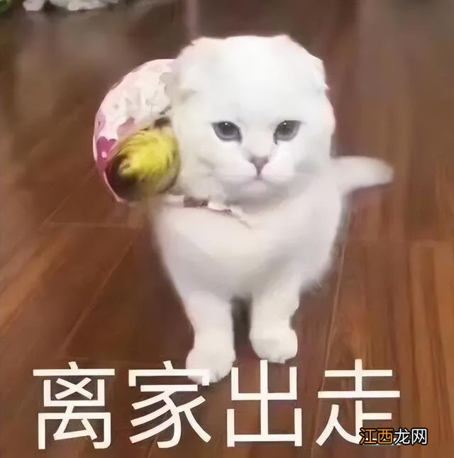 生气的猫咪简笔画图片 生气的猫