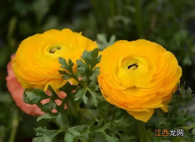 毛嫱怎么读 水毛茛怎么读