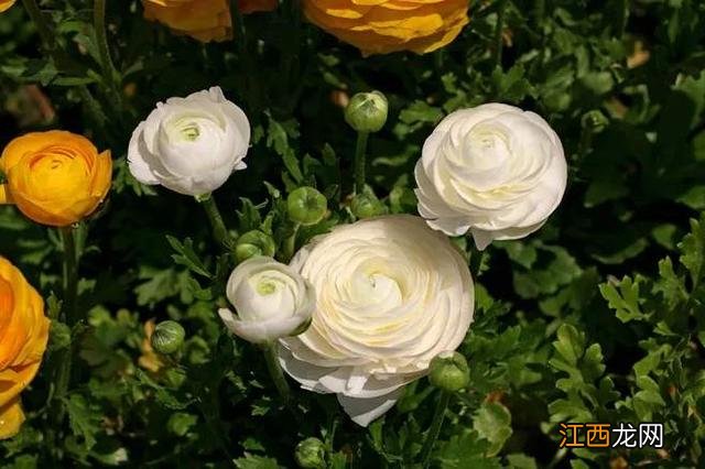 毛嫱怎么读 水毛茛怎么读