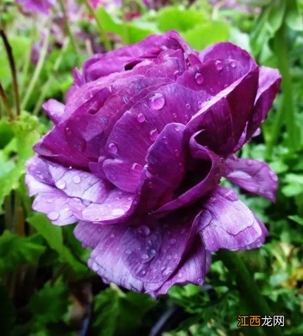 毛嫱怎么读 水毛茛怎么读