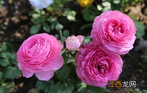 毛嫱怎么读 水毛茛怎么读