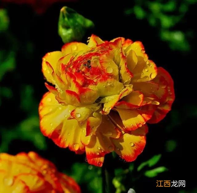 毛嫱怎么读 水毛茛怎么读