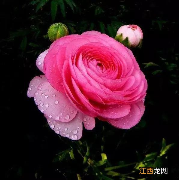 毛嫱怎么读 水毛茛怎么读