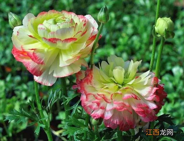 毛嫱怎么读 水毛茛怎么读