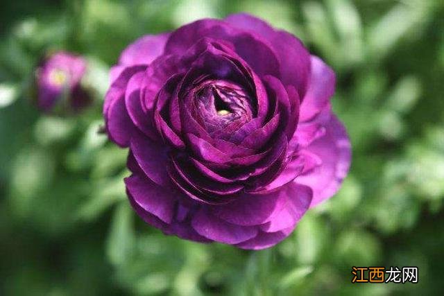 毛嫱怎么读 水毛茛怎么读