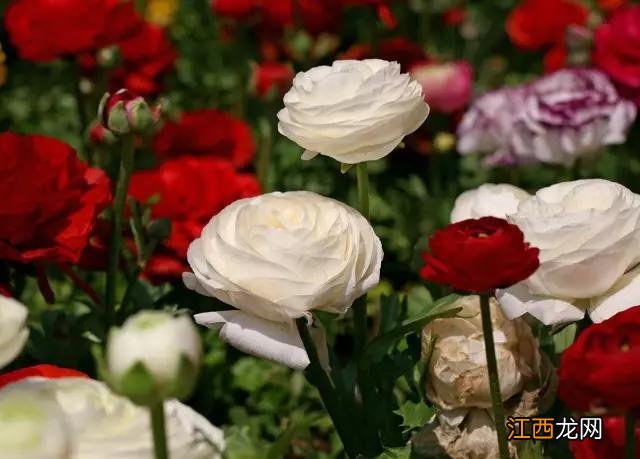 毛嫱怎么读 水毛茛怎么读