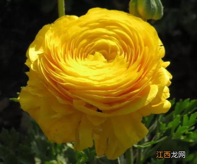 毛嫱怎么读 水毛茛怎么读