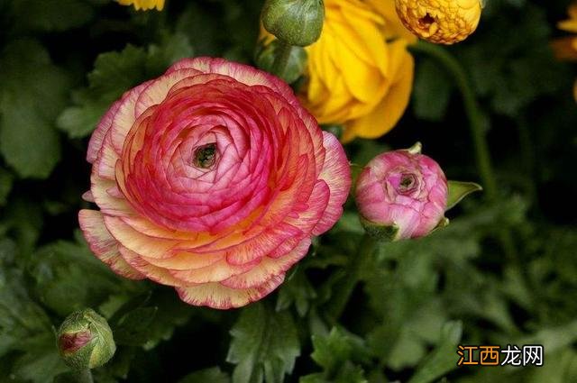 毛嫱怎么读 水毛茛怎么读