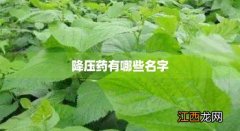 降压药有哪几种名字各是什么 降压药有哪些名字