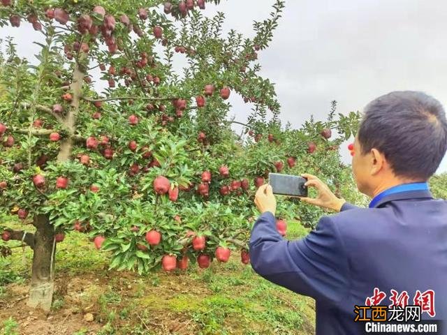 花牛苹果和红富士哪个营养价值高 花牛苹果