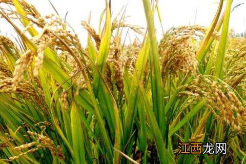 宁两优1513品种介绍 两优121品种简介