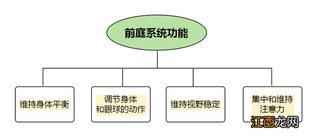 保持平衡的是哪个感官 保持平衡