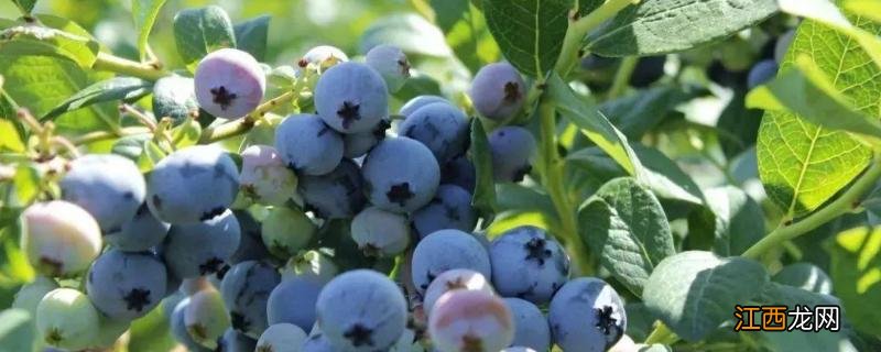 蓝莓种植条件和区域，附种植技术 蓝莓种植条件有哪些