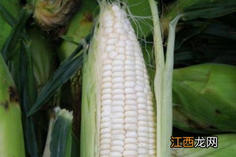 60天成熟的玉米种子 60天早熟玉米种