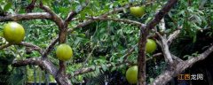 西瓜树怎么种植方法如下，真的能结出西瓜吗
