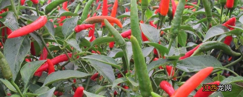 朝天椒良种及栽培关键技术,朝天椒阳台种植方法