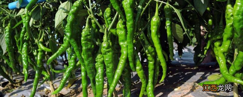 螺丝椒的种植技术,附管理方法 螺丝椒高产栽培技术要点
