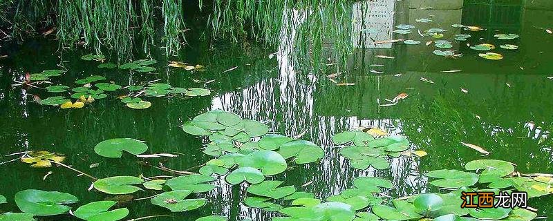 水混怎么处理，用什么颜色路亚饵 水浑用什么颜色路亚饵