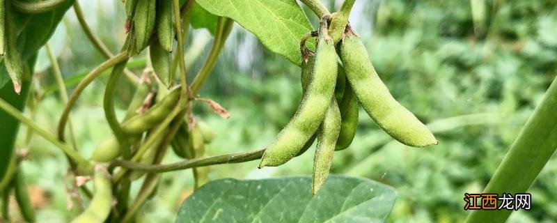 野豆子用什么除草剂 野豆子用什么药打，野豆子有毒吗