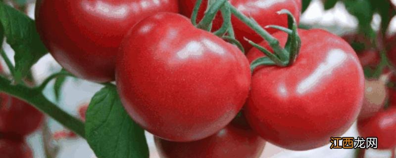 番茄播种后覆土的厚度为,附播种时间和方法