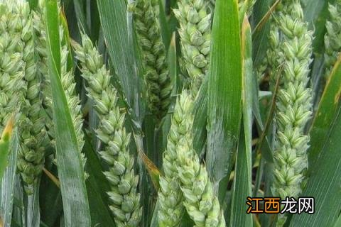 航麦501品种介绍 航麦1号品种介绍