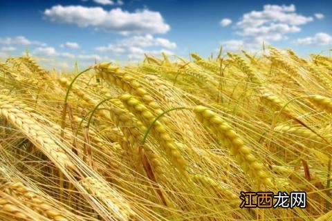 航麦501品种介绍 航麦1号品种介绍