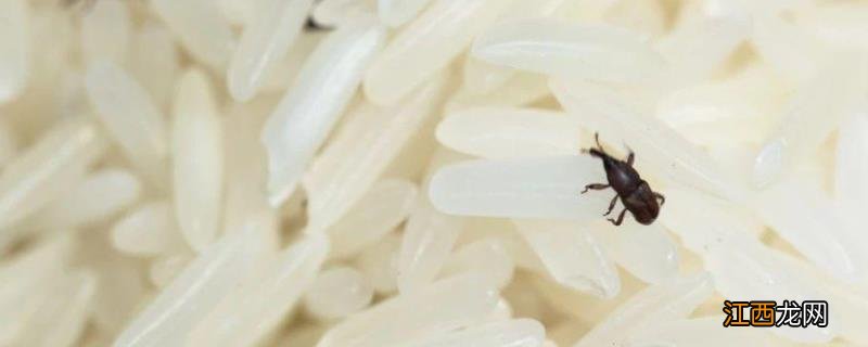 米出虫了要怎么才能把虫去掉，米生虫了还能吃吗