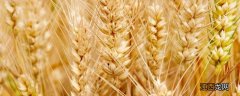 徐麦35小麦每亩下种量 2020徐麦35平均亩产多少，附简介