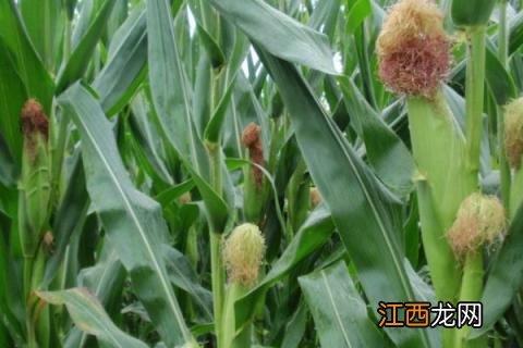 德美111玉米种业 德美禾10玉米品种