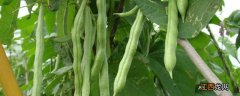 亩产万斤的四季豆品种，四季豆什么时候种比较好