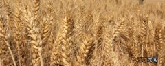 百农307与207小麦的区别，307小麦是优质麦吗