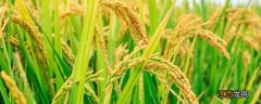 绥粳30水稻品种介绍 绥粳31水稻品种简介