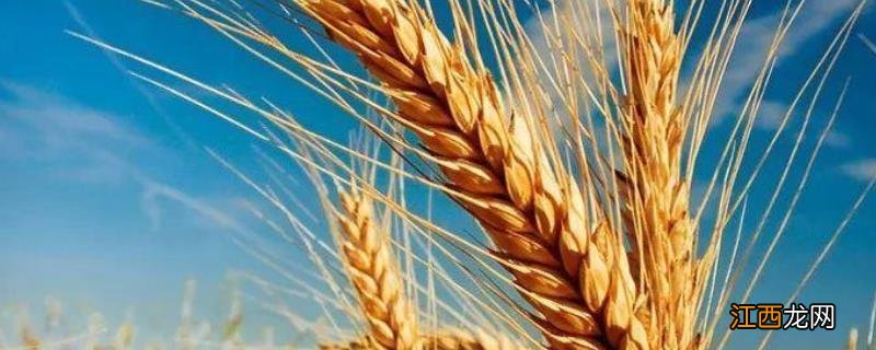 西农805小麦特征特性，附简介 西农219小麦特征特性