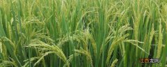 三江六号水稻种子特征特性 三江六号水稻品种的介绍