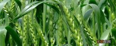 中原6号小麦种 中原6号小麦的特征特性，附简介